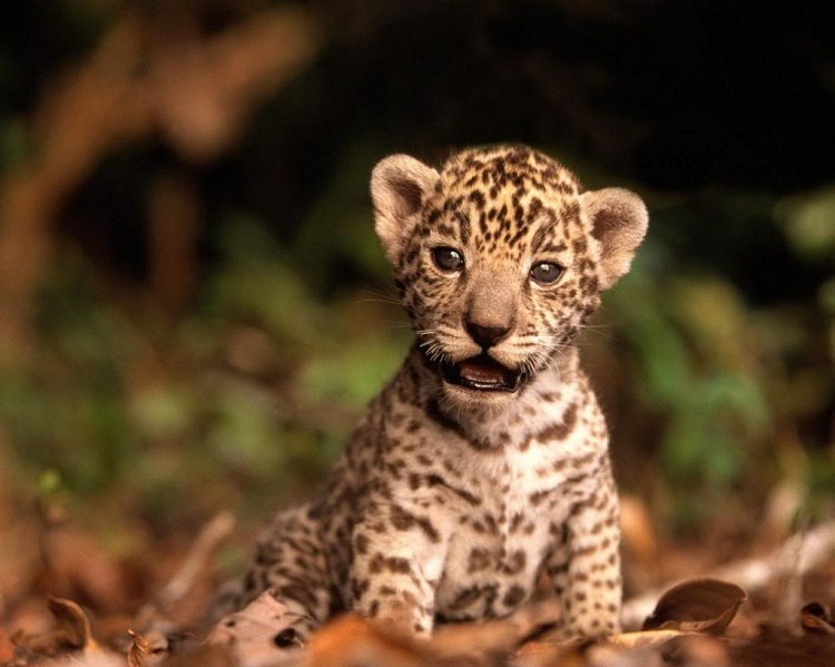 Jaguar-Adorable Baby Animals