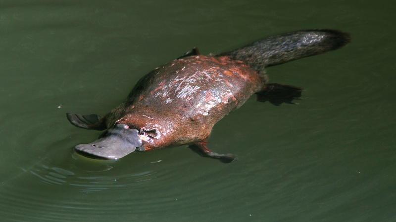 Platypus-15 Super Cool Animals That You May Find Only In Australia