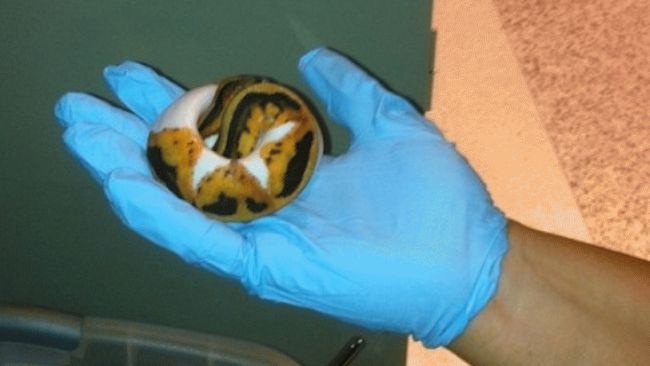 Turtles-Craziest Things Found By Airport Security