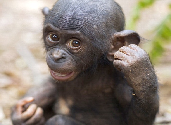 Great Apes-Most Intelligent Animals