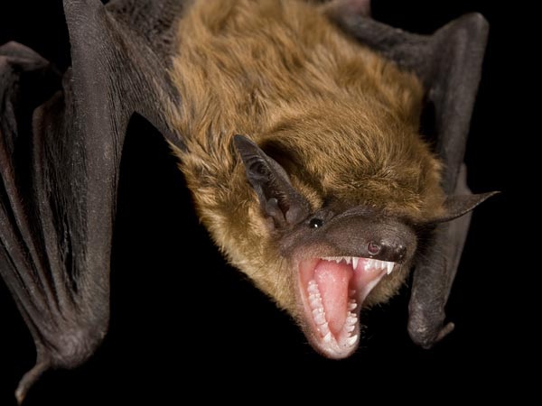 Bats-Most Ridiculous Excuses For Calling In Sick
