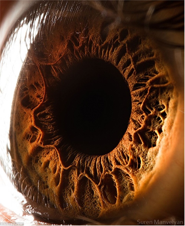 A Supreme Close Up-Extreme Close Ups Of The Human Eye