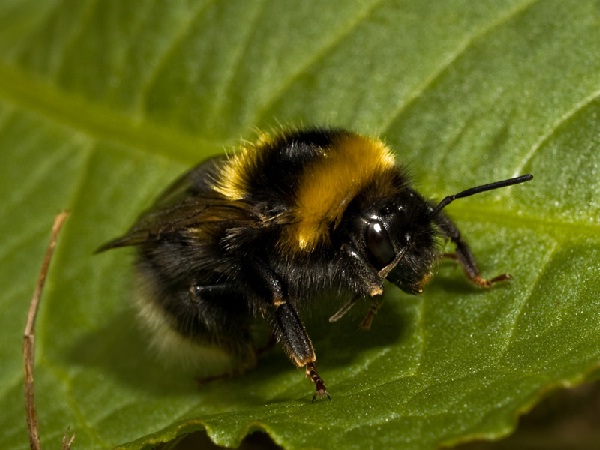 Bumblebee-Cutest Bugs Ever