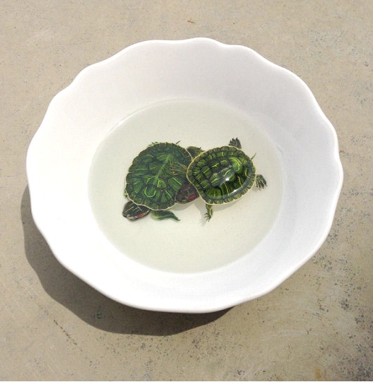 Turtles-Bizarre 3D Paintings By Keng Lye