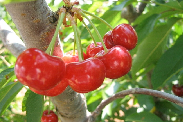 Cherries-Most Poisonous Foods We Like To Eat