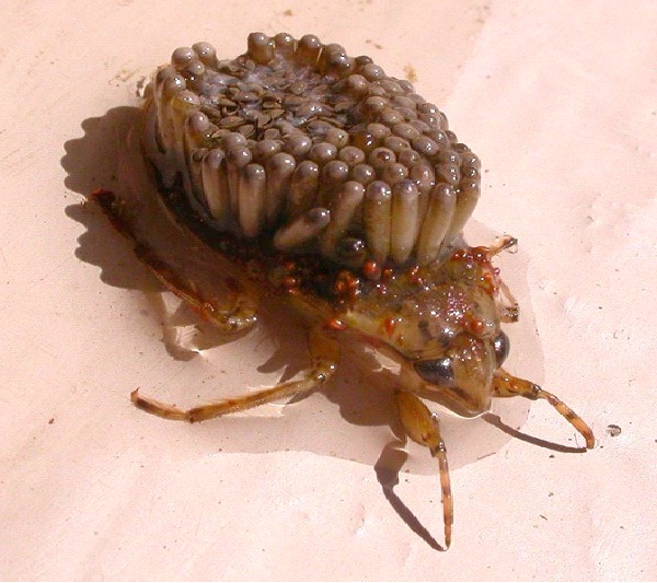 Giant Water Bug-Ugliest Bugs