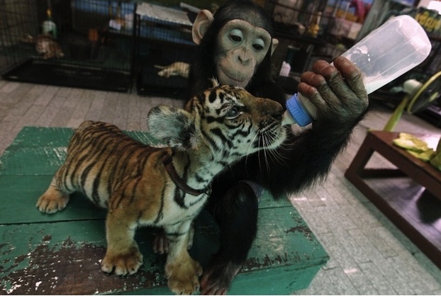 A friendly monkey-Wonderful Friendship Between Animals