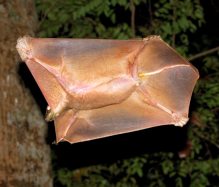 Flying lemur-Flying Animals Which Are Not Birds
