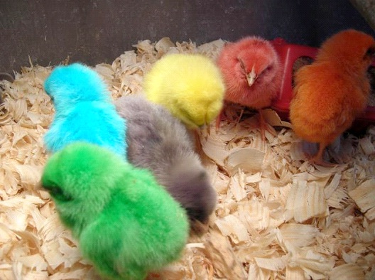 Selling Colored Chickens-Dumbest Laws In Ohio