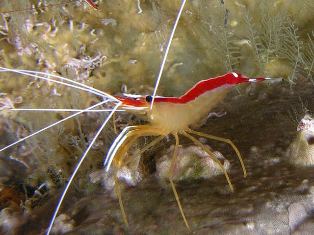 Shrimp-Most Consumed Sea Foods
