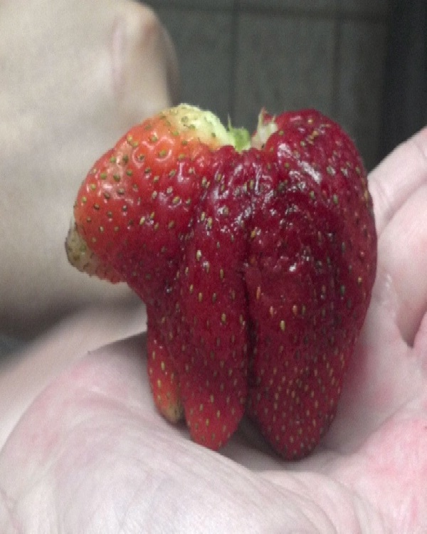 Bear strawberry-Top 15 Weirdest Shaped Fruits/vegetables
