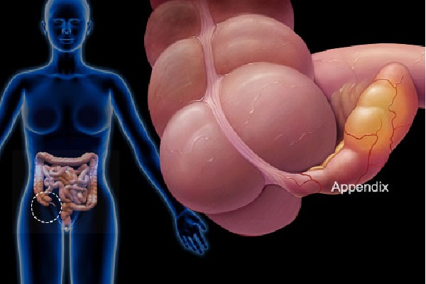 Appendix-Vestigial Human Body Parts You Didn't Know