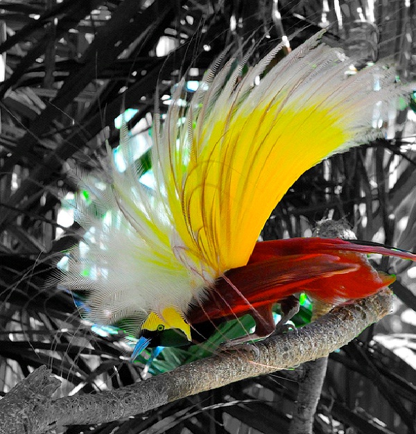 Bali Bird of Paradise-Most Amazing Exotic Birds