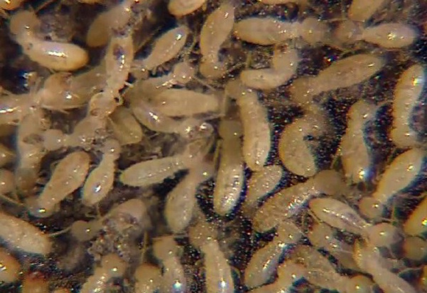 Termites-Most Dangerous Insects
