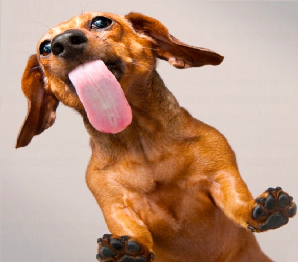 Dogs Sweat Through Their Tongues-Most Popular Myths Debunked