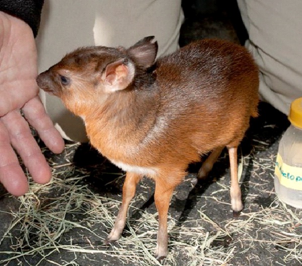 Royal Antelope-World's Smallest Animals
