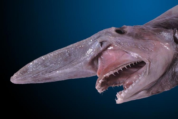 Goblin Shark-Animals You Won't Believe Are Real