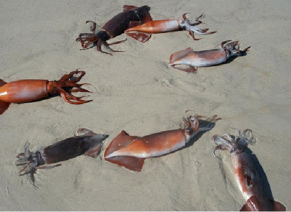 Squid-Bizarre Things That Washed Up On Beaches