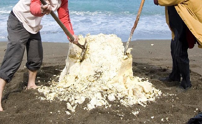 Whale vomit-Disgusting Common Ingredients In Cosmetics