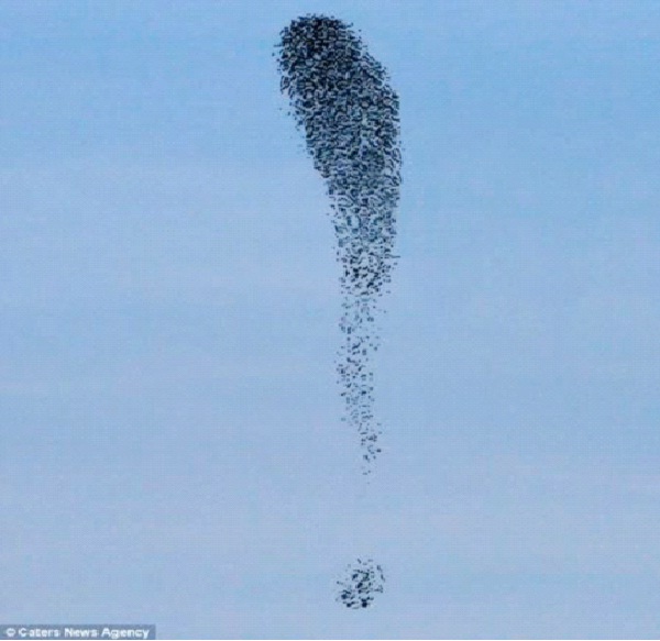 Exclamation Point-Most Amazing Bird Formations In Sky