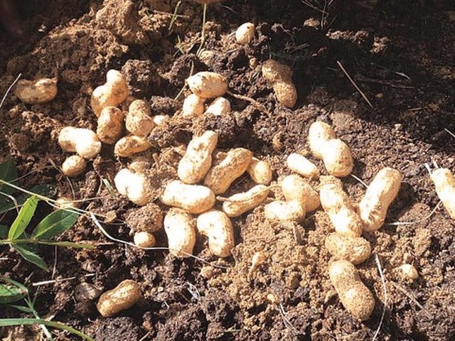 Peanuts-Some Favorite Fruits And Vegetables And How They Are Grown