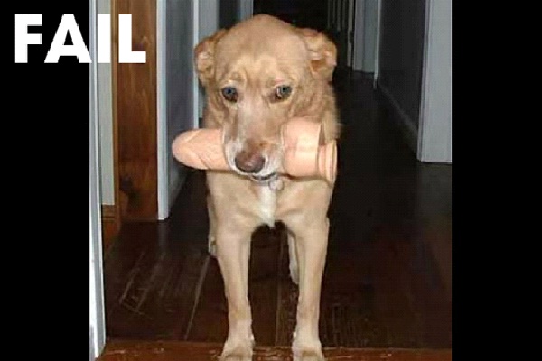 Dildo Dog-Funny Animal Fails