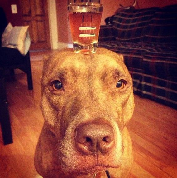A Patient Dog-Patient Dog Named Scout Who Can Balance Anything On His Head