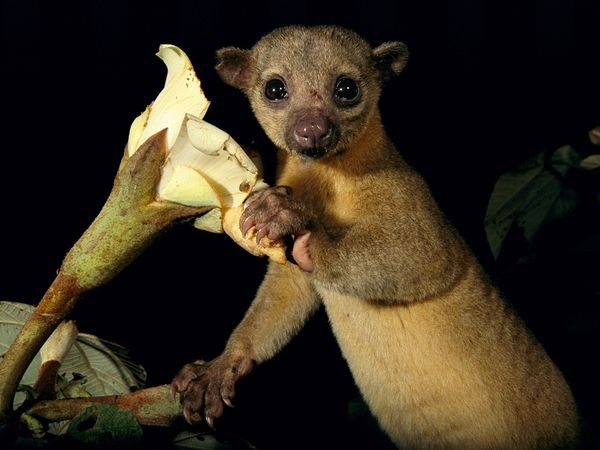 Kinkajou-Bizarre Creatures Found In The Amazon Rain Forest