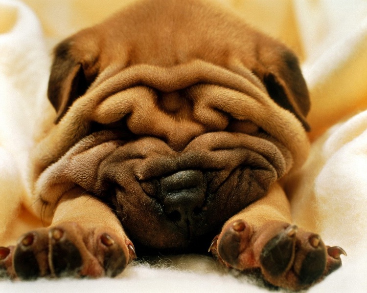 Don't you love it?-Cool Wrinkly Dogs