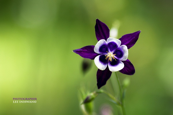 Violet columbine-Most Beautiful Flowers In The World