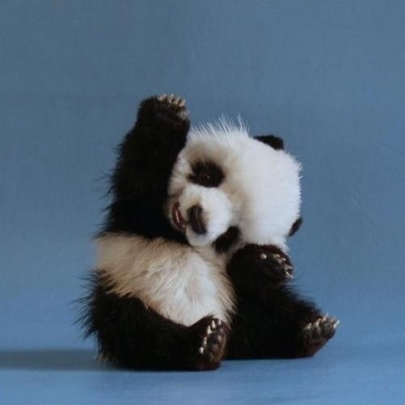 Panda-Adorable Baby Animals
