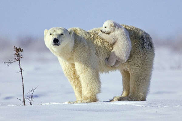 Weight-Polar Bear Facts