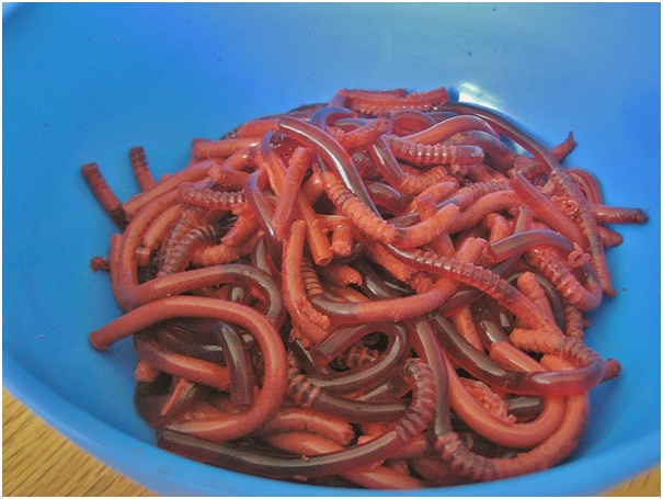 Jell-o Worms-15 Scary Halloween Dishes That Will Scare The Life Out Of Your Guests