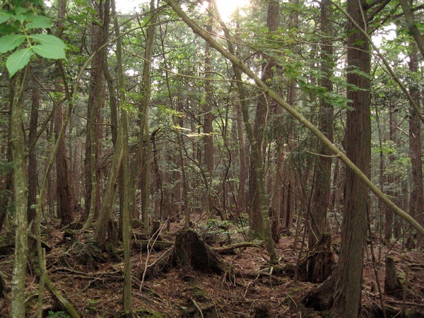Aokigahara Forest-The Creepiest Places On Planet Earth