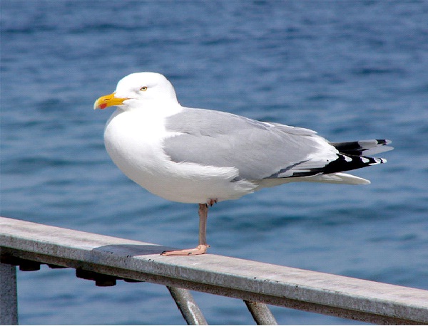 Seagull-Most Aggressive Birds