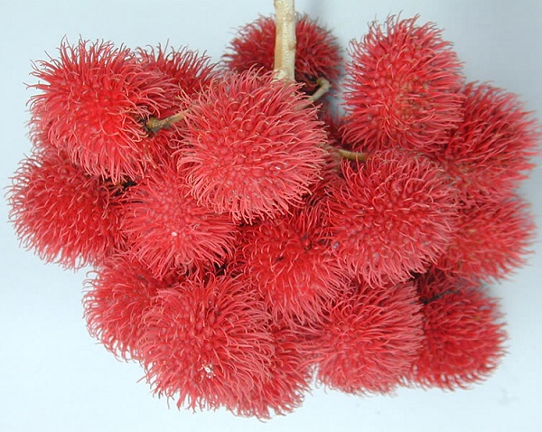 Rambutan-Most Popular Exotic Fruits
