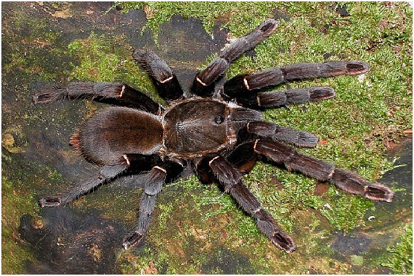 Chinese Bird Spider-Dangerous Spiders In The World