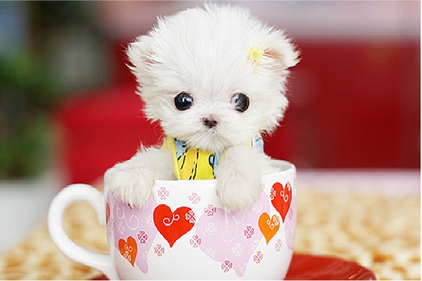Love In A Tea-Cup!-Cutest Puppies