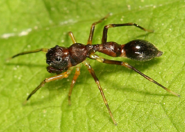 Spiders-Insects Which Mimic Ants But Are Not Ants