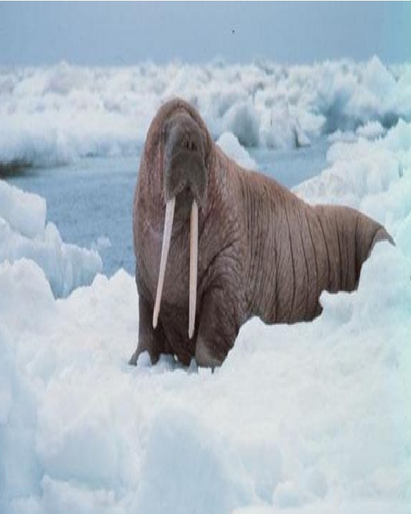 Walrus-Cute Sea Creatures