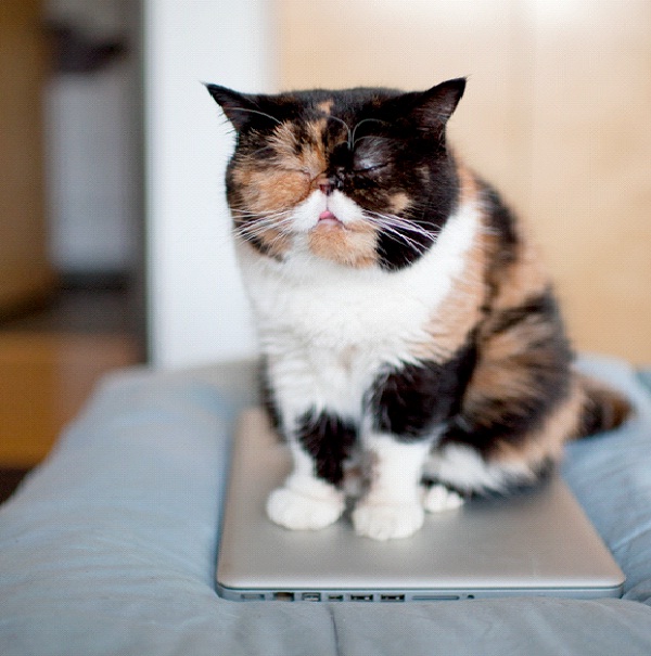 Pudge-Famous Internet Cats