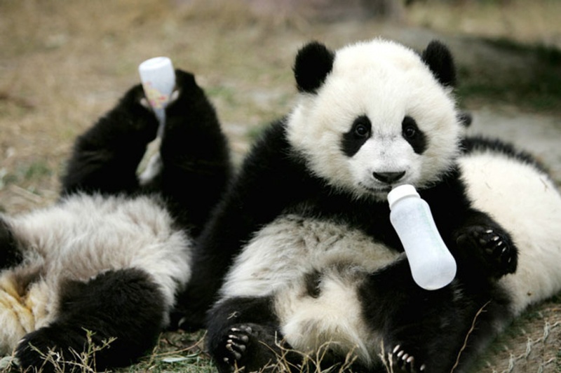 Drinking Milk like a Boss-15 Images That Show, You Must Visit A Baby Panda Daycare Once