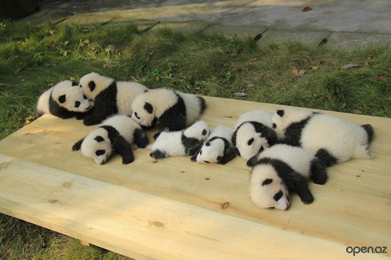 Nap Time-15 Images That Show, You Must Visit A Baby Panda Daycare Once