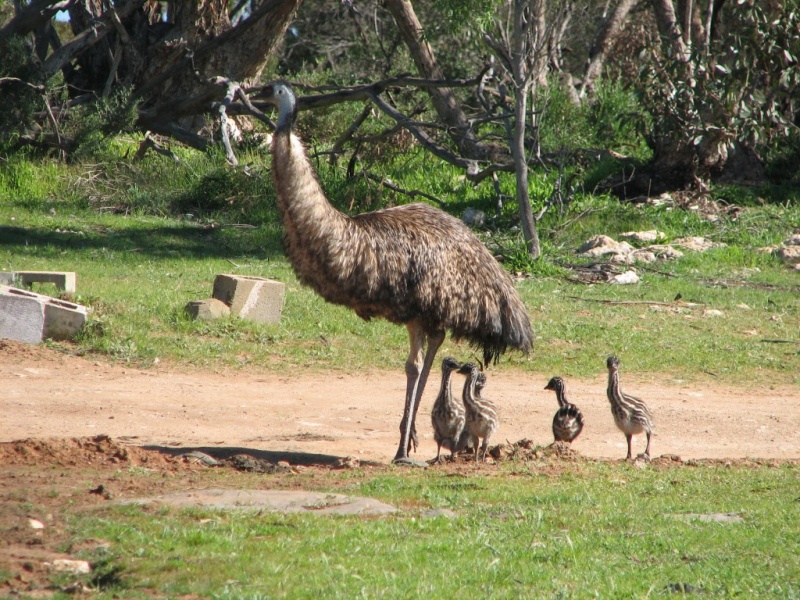 Emu-15 Super Cool Animals That You May Find Only In Australia
