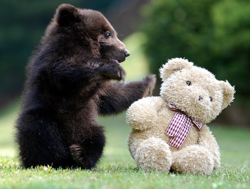 Black Bear-Adorable Baby Animals