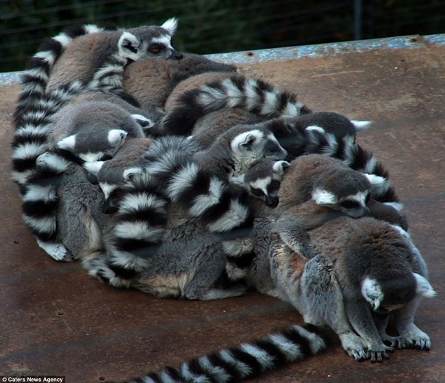 Pillow pile-up-Amazing Pics Of Animals Pillowing Each Other