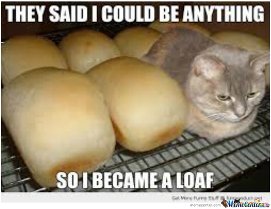 Loaf Cat-Best 'They Said I Could Be Anything.' Memes