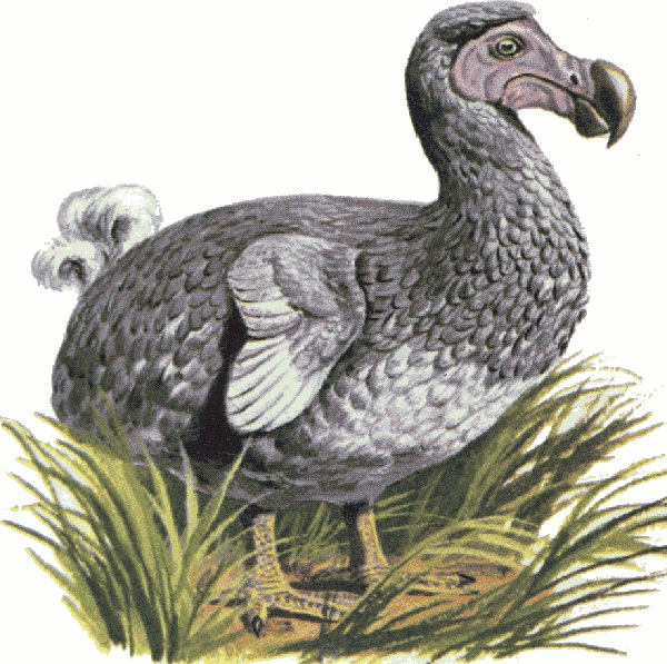 Dodo-Most Amazing Extinct Animals