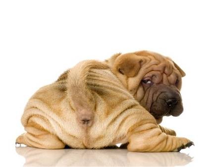 Wrinkles all over-Cool Wrinkly Dogs