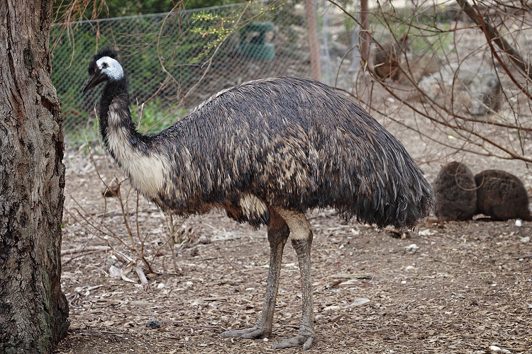 Emu-Birds Which Cannot Fly